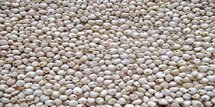 Sorghum Seeds