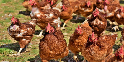 Poultry