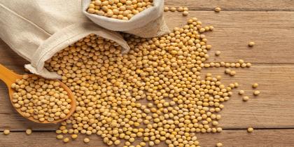 Soybean Seeds
