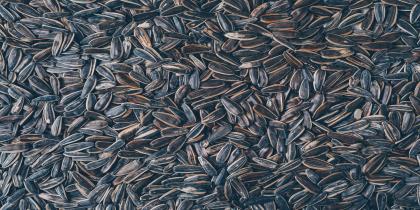 Sunflower Seeds