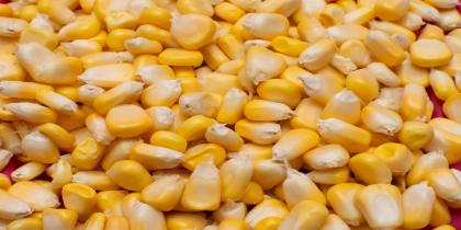 sweet-corn