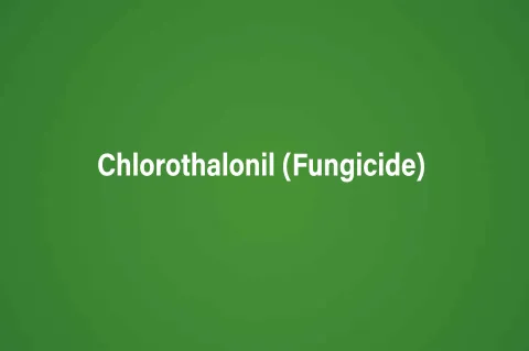 Chlorothalonil (Fungicide)