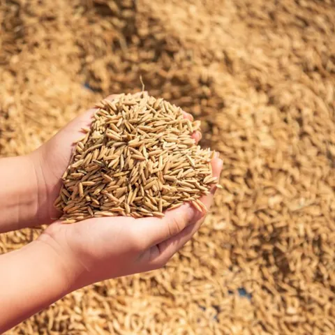 Rice Seeds