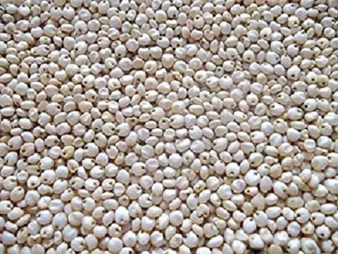 Sorghum Seeds