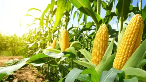 crops23