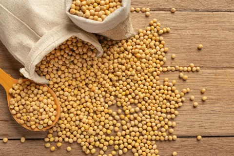 Soybean Seeds